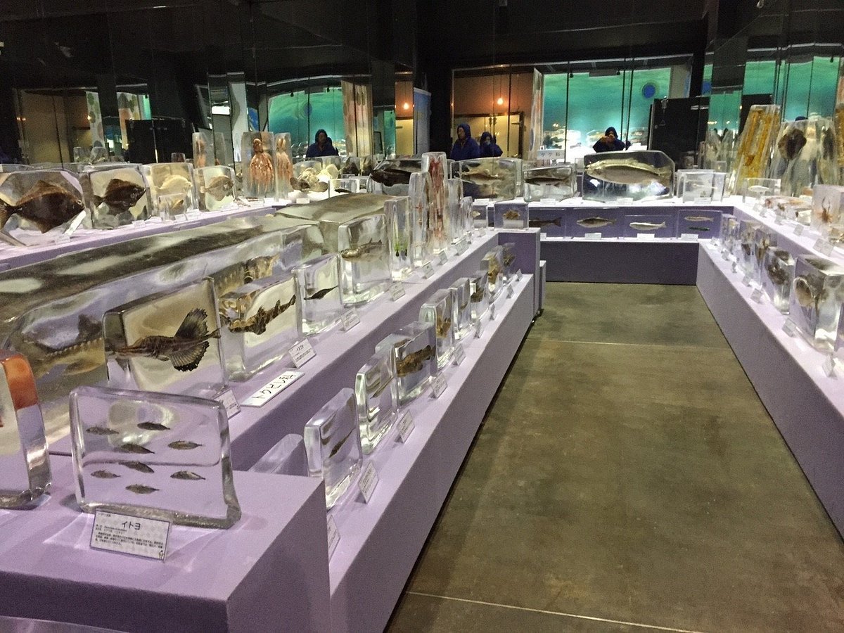 🧊 오호츠크 유빙 과학센터 GIZA (홋카이도리츠 오호츠크 류효 카가쿠 센타 기자)